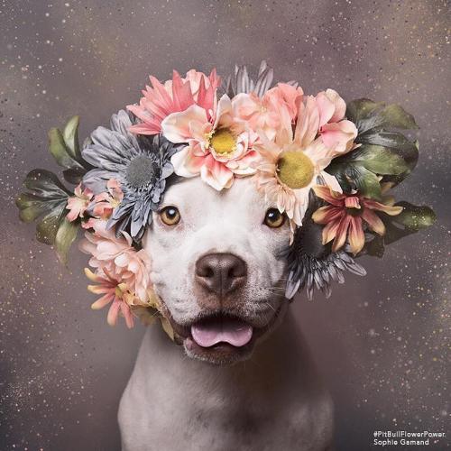 RÉVÉLATION : les PIT BULLS sont les ANIMAUX les PLUS DOCILES