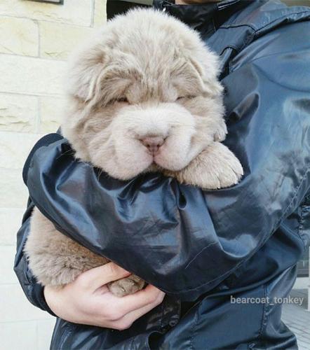 TONKEY : le shar-pei qui va vous faire fondre !