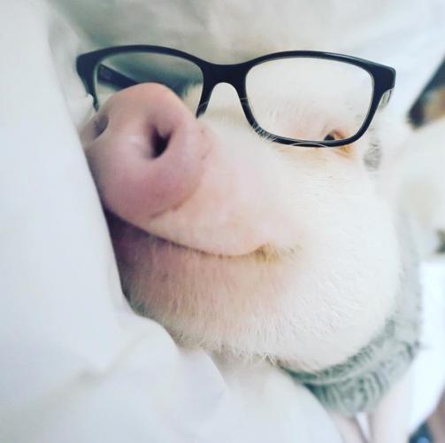 HAMLET le MINI COCHON qui affole le web ! 