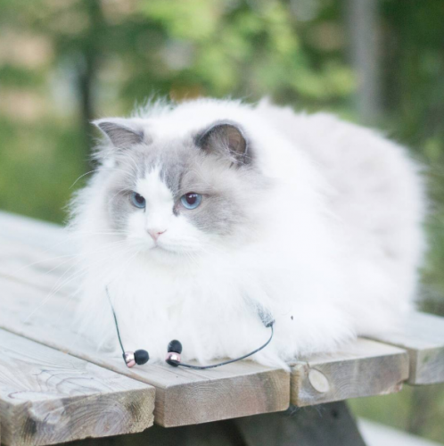 Princess Aurora Le Chat Mannequin Qui Affole Instagram Princess Aurora Le Chat Mannequin Qui Affole Instagram