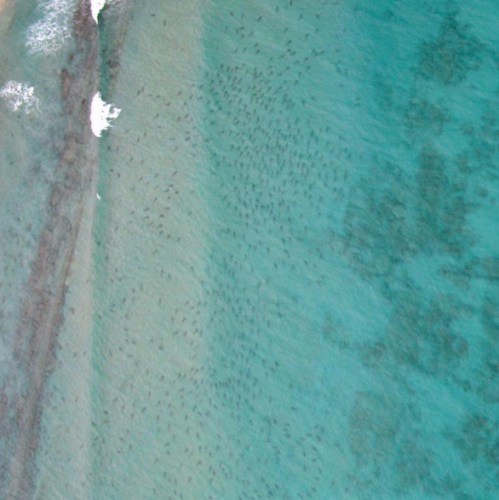 Les DENTS DE LA MER en Floride !
