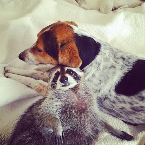 Ce RATON LAVEUR se prend pour un CHIEN !