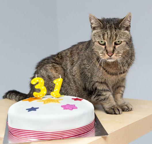 LE CHAT le plus VIEUX DU MONDE a 141 ANS !