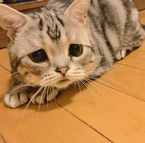 Luhu Ou Le Chat Le Plus Triste Du Monde Luhu Ou Le Chat Le Plus Triste Du Monde