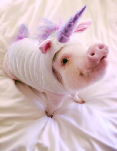 HAMLET le MINI COCHON qui affole le web !