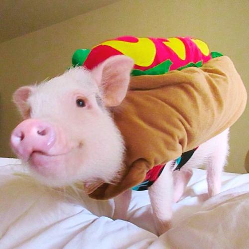 HAMLET le MINI COCHON qui affole le web !