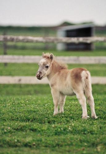 Les CHEVAUX MINIATURES ça EXISTE #TopLevelDeMignonnitude