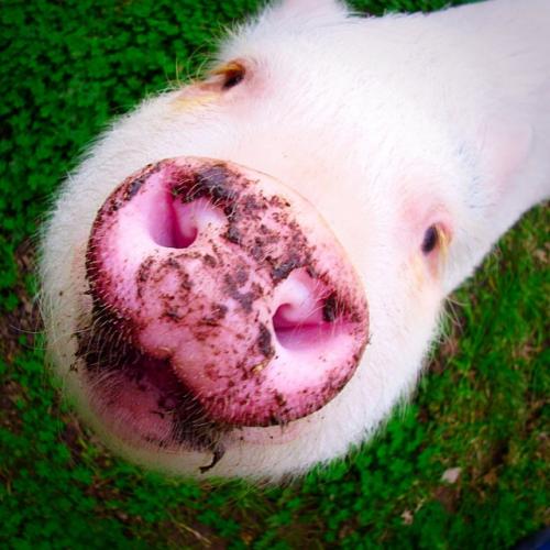 HAMLET le MINI COCHON qui affole le web !