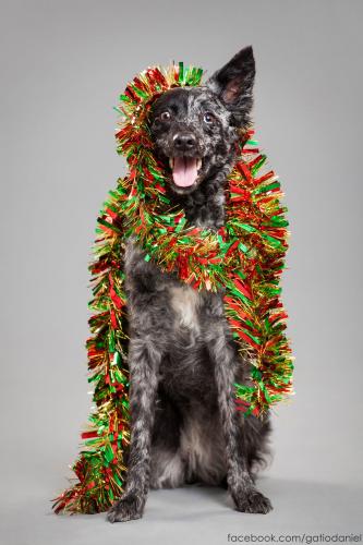 PHOTOS : les TOUTOUS en mode NOËL