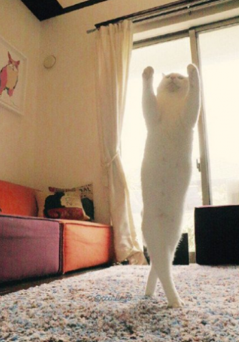 Le Chat Qui Danse Mieux Que Nous Le Chat Qui Danse Mieux Que Nous