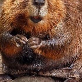 La GLANDE ANALE du CASTOR est utilisé pour votre PARFUM !
