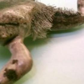 Les ANIMAUX aux SUPERPOUVOIRS : La GRENOUILLE poilue