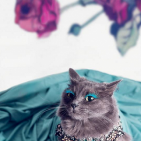 Le CHAT le plus GLAMOUR du WEB