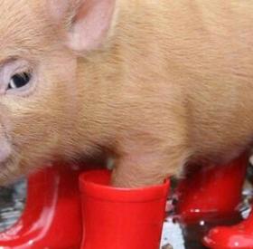 TEST : quel ANIMAL MIGNON mais DÉGUEU êtes-VOUS ?