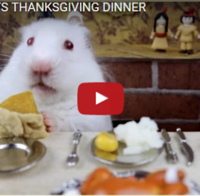 VIDÉO : ce HAMSTER fête THANKSGIVING MIEUX que VOUS !