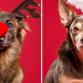 PHOTOS : les TOUTOUS en mode NOËL