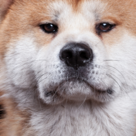 INCROYABLE : il capte l’ÂME des ANIMAUX grâce à une PHOTO