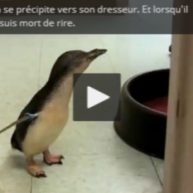 Le RIRE de COOKIE le PINGOUIN va ÉGAYER votre journée