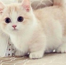 Hiiiii ! La RACE de CHAT qui ne grandit JAMAIS existe ! 