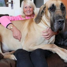 PRESLEY, le CHIEN GÉANT aussi PEUREUX que SCOOBY-DOO