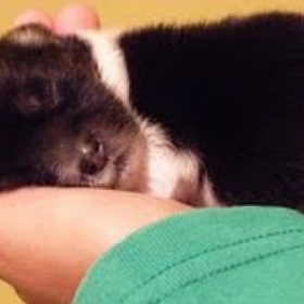 L'HISTOIRE MERVEILLEUSE d'un CHIOT rescapé