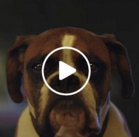 VIDÉO : la pub de NOËL de chez JOHN LEWIS est ADORAAABLE