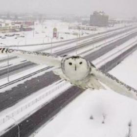 Regardez cette image SPECTACULAIRE d'une CHOUETTE des neiges prise par une caméra de surveillance routière