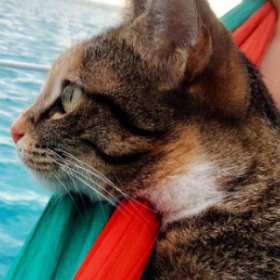 Elle fait le TOUR du MONDE avec son CHAT (et on l'envie un peu)