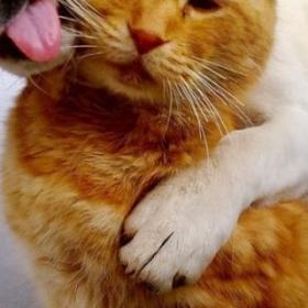 Les CHIENS aiment PLUS leurs maîtres que les CHATS