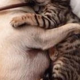 JOURNEE du CHAT : et si on se faisait une petite RONRONTHERAPIE ?