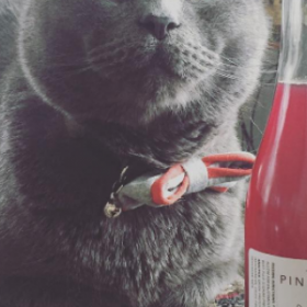 ARRÊTEZ TOUT : le VIN pour CHATS DÉBARQUE !