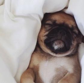 Pour bien DORMIR, il vous faut cette BOULE POILUE !!!