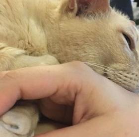 Ce CHAT adopté ne peut s'ENDORMIR que si sa MAÎTRESSE lui TIENT la PATTE