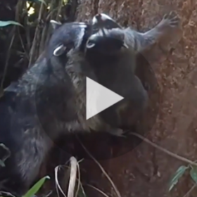 Cette MAMAN RATON LAVEUR apprend à son petit à grimper aux ARBRES