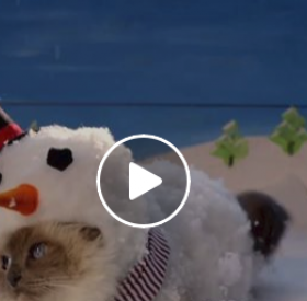 VIDÉO : voilà POURQUOI les CHATS détestent NOËL !