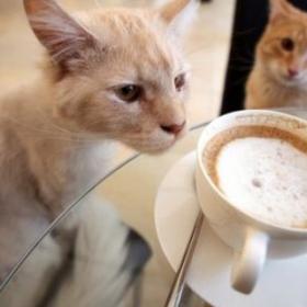 OUBLIEZ le bar à CHATS, on a trouvé MIEUX !