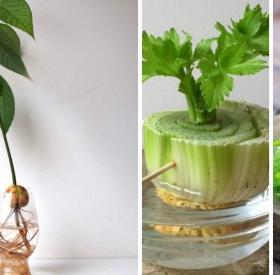5 ALIMENTS à faire POUSSER chez SOI à l'INFINI