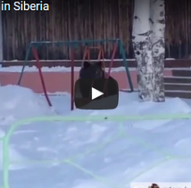 VIDÉO : cet OURS fait de la BALANÇOIRE dans un PARC !