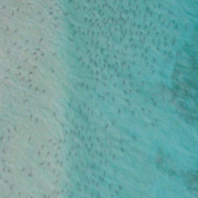 Les DENTS DE LA MER en Floride !