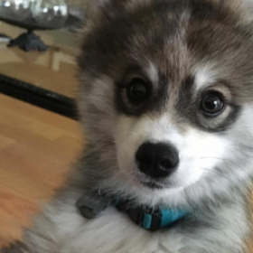 NORMAN THE POMSKY : la NOUVELLE MIGNONNERIE d'INSTAGRAM