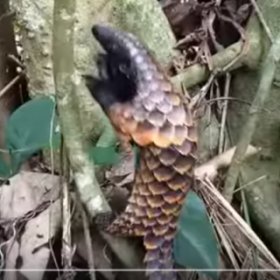 FASCINANT : quand un PANGOLIN grimpe à un arbre