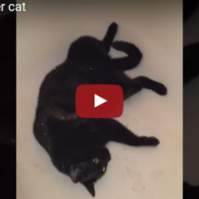 Ce CHAT qui se ROULE dans une BAIGNOIRE avec des PAILLETTES est juste FANTASTIQUE