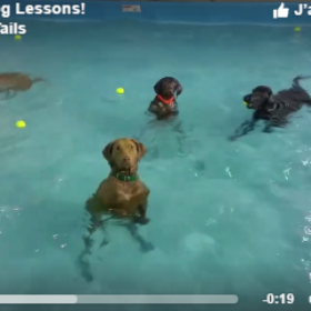 VIDÉO : la CHIENNE qui ne VOULAIT PAS NAGER