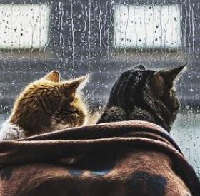 5 PREUVES que votre CHAT vous AIME