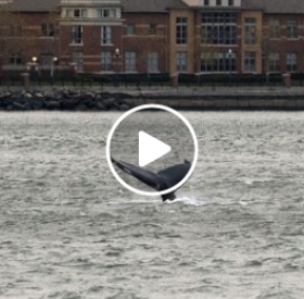DINGUE : une BALEINE à NEW YORK !