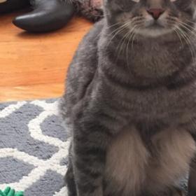Ce CHAT se tient ASSIS comme un ÊTRE HUMAIN