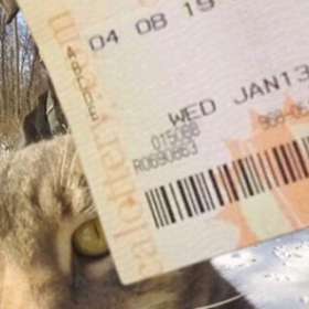 Le CHAT qui fait des SELFIES