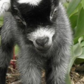 JOB : devenez CÂLINEUR de petits CHEVREAUX !