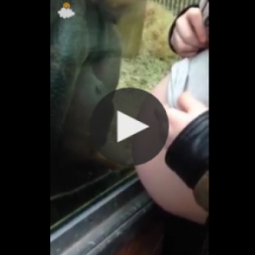 REGARDEZ cet ORANG-OUTAN face à une FEMME ENCEINTE