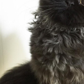 Les YEUX de ce CHAT vont vous HYPNOTISER